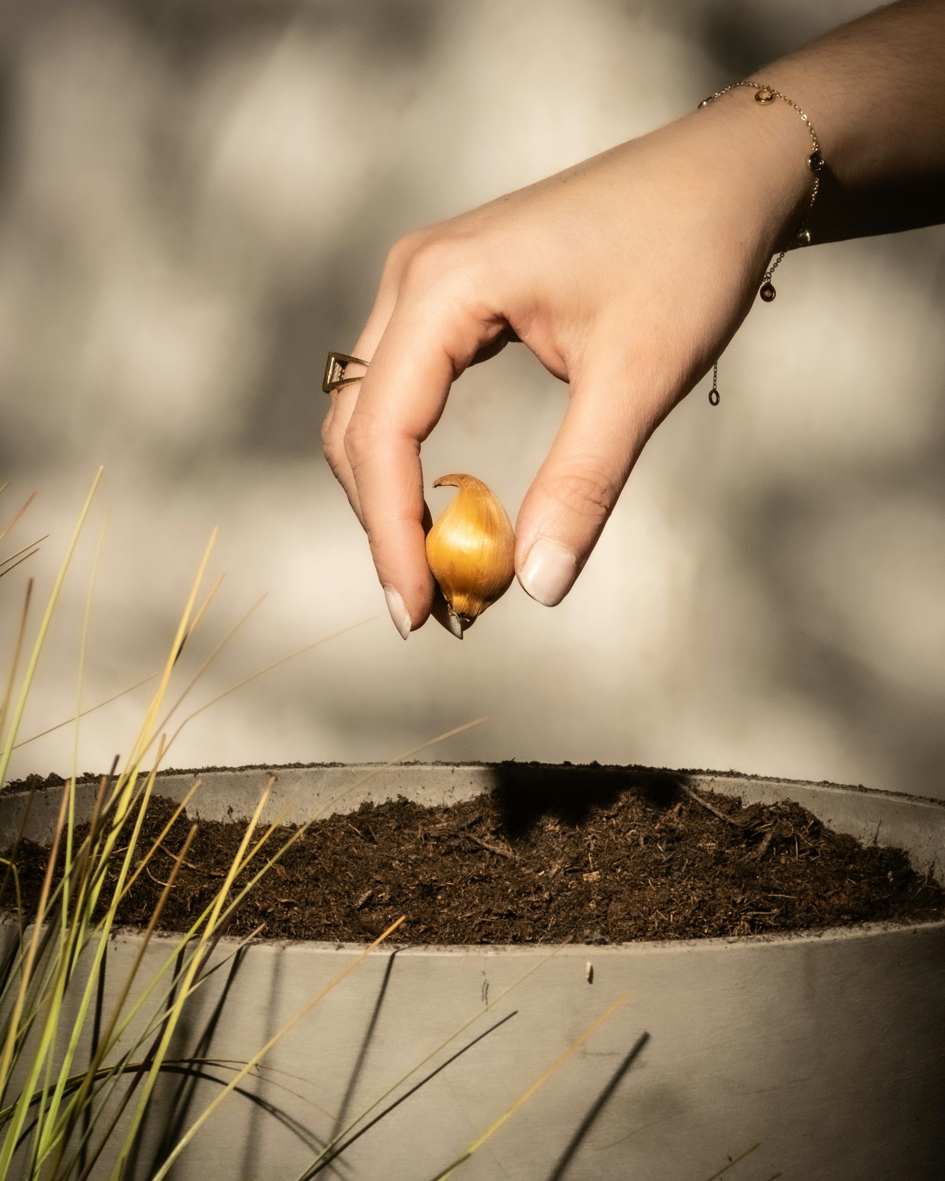 How To Plant Tulip Bulbs?